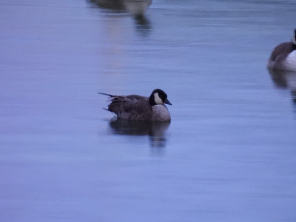 polargås - ML647262930