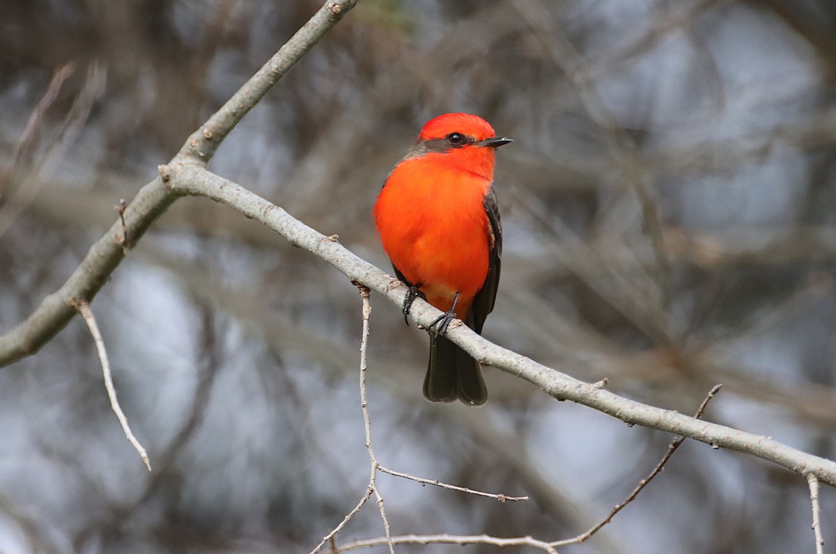 Vermilion Flycatcher - ML647262944