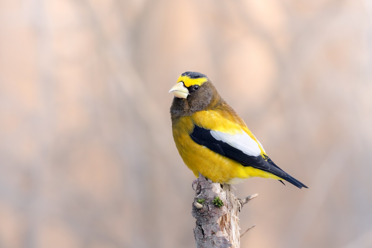 キビタイシメ - ML647262968