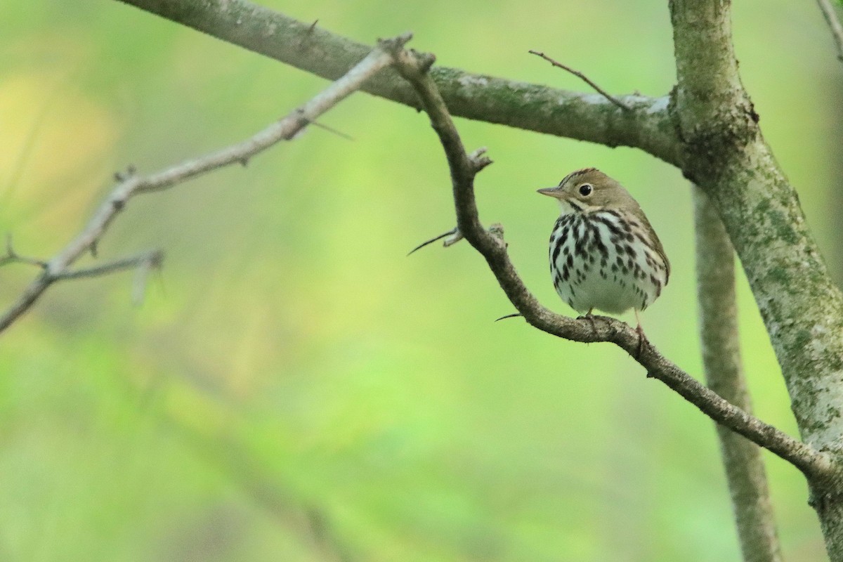 Ovenbird - ML647262978