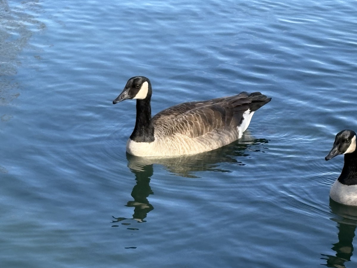 Canada Goose - ML647262990