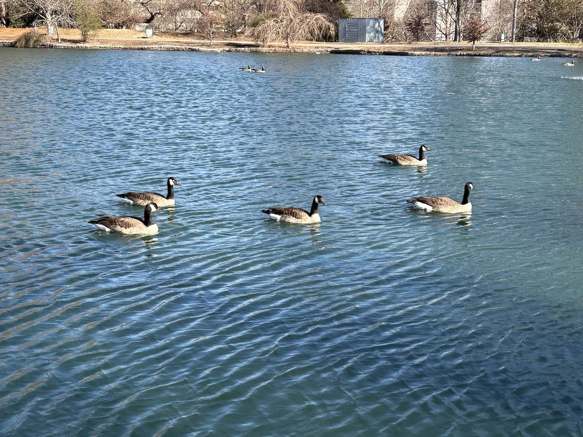 Canada Goose - ML647262992