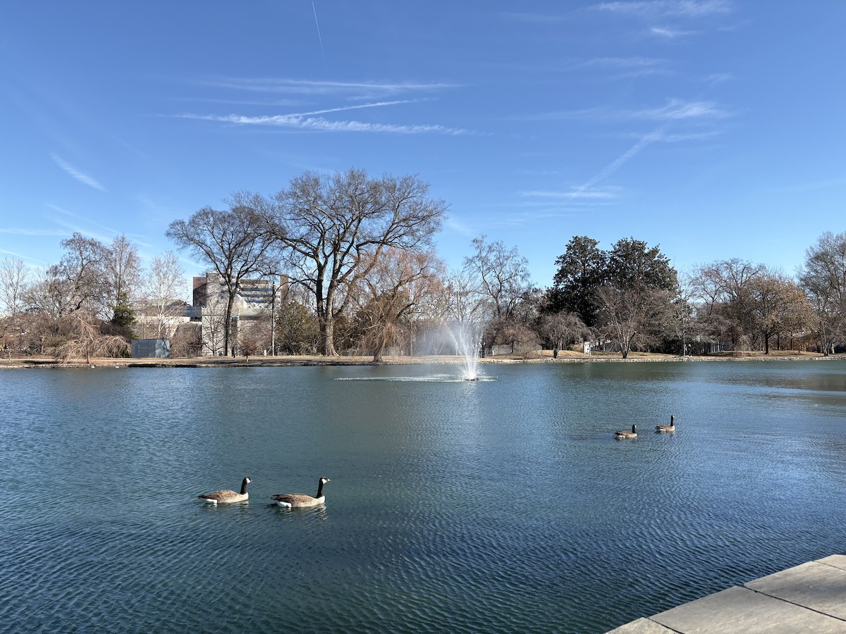 Canada Goose - ML647262993