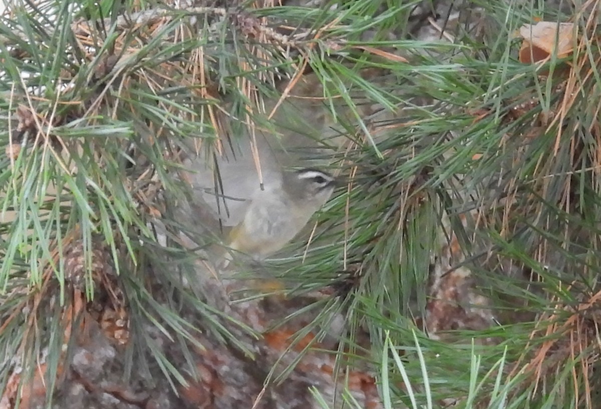 Erregetxo amerikarra - ML647263009