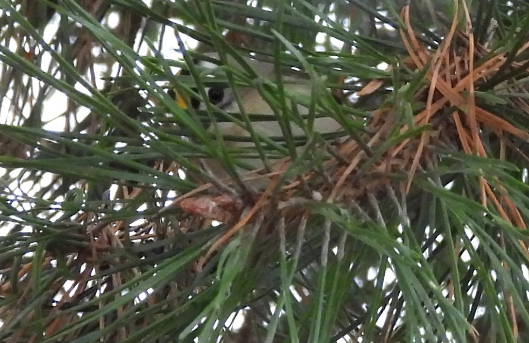 Erregetxo amerikarra - ML647263010