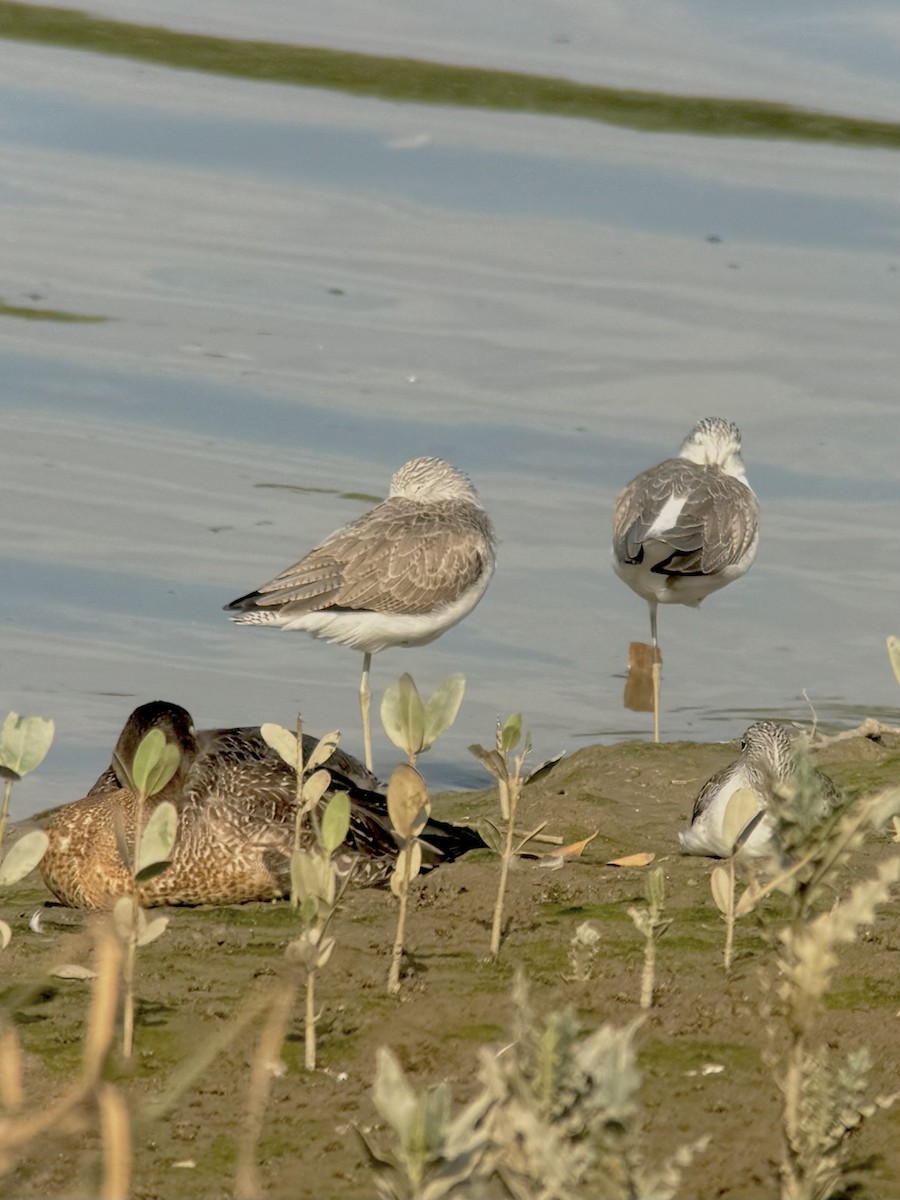 vodouš šedý - ML647263035