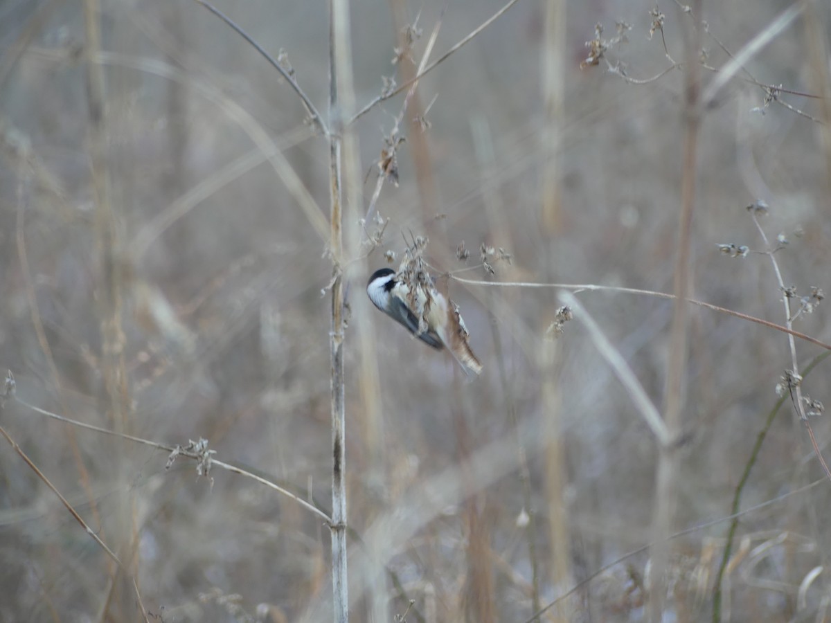 Black-capped Chickadee - ML647263049