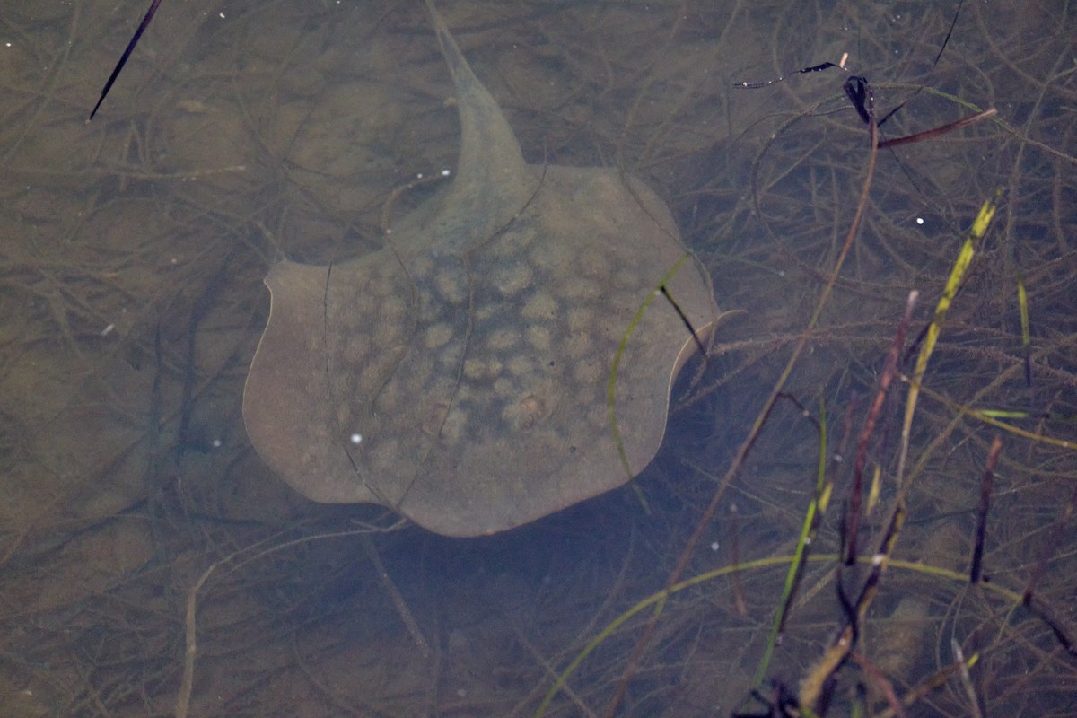 Haller's Round Ray - ML647263053