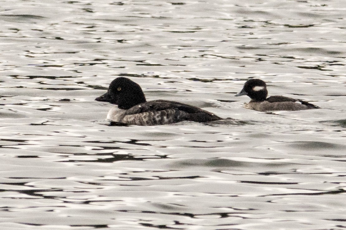 Barrow's Goldeneye - ML647263063