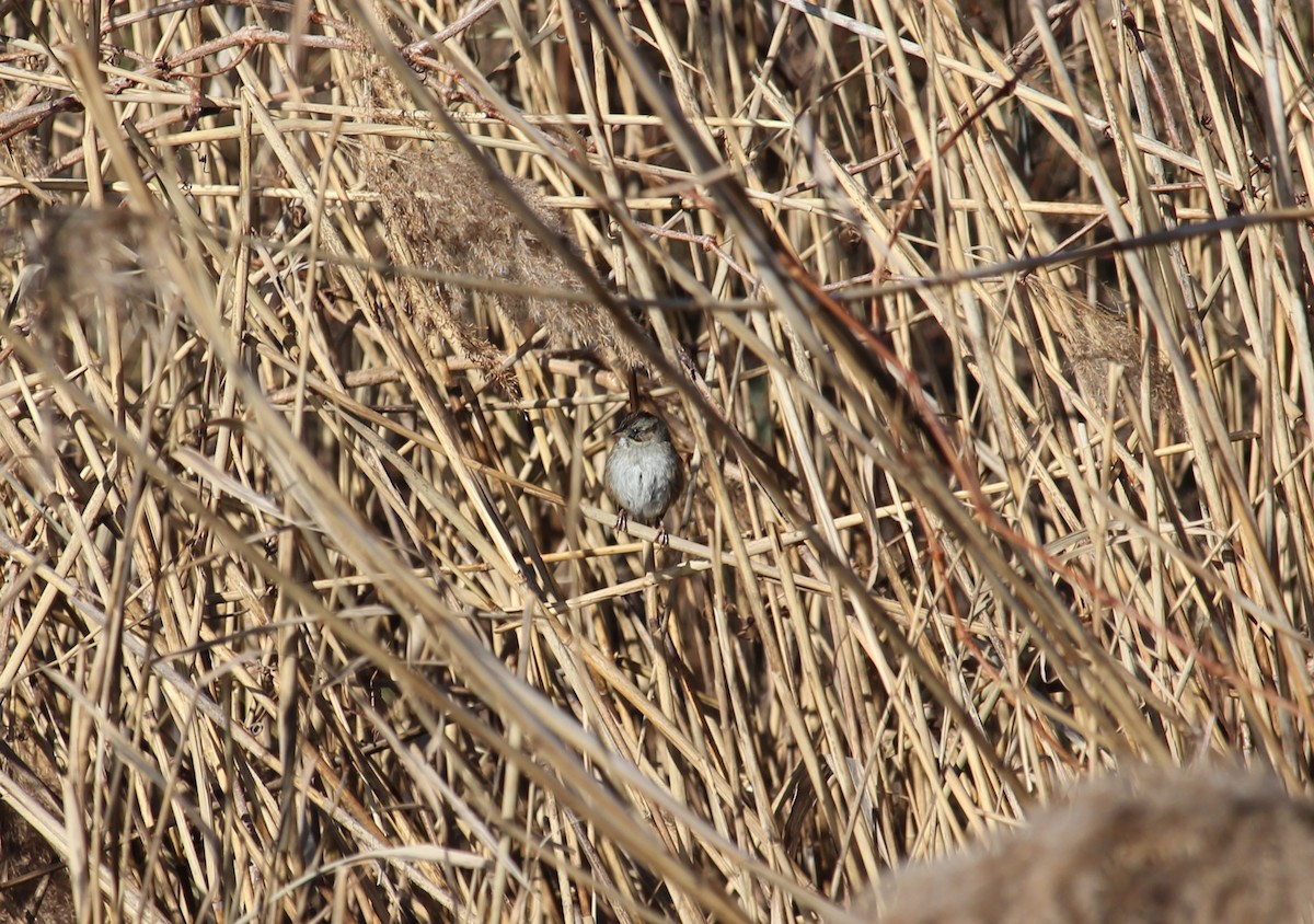 Swamp Sparrow - ML647263073