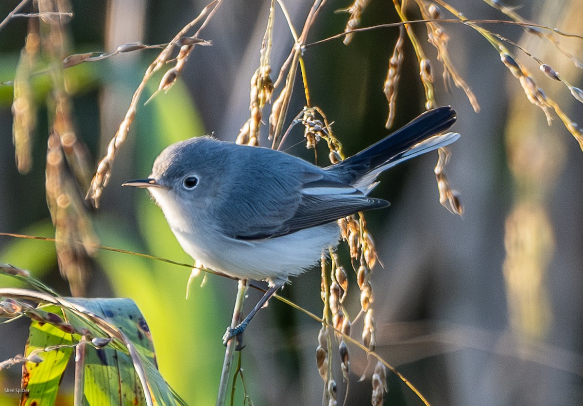 Голубая комароловка (caerulea) - ML647263076