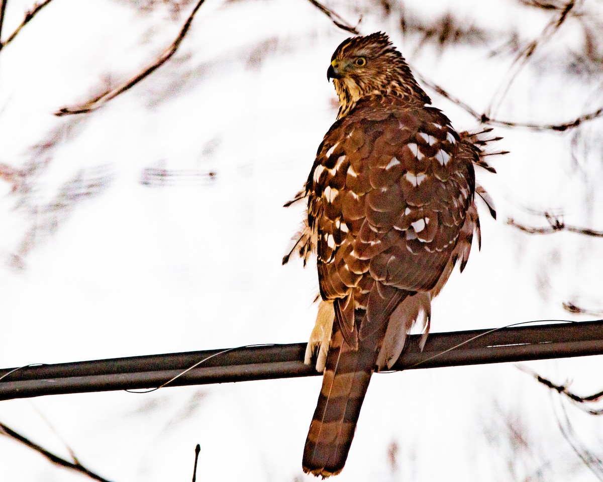 Cooper's Hawk - ML647263085