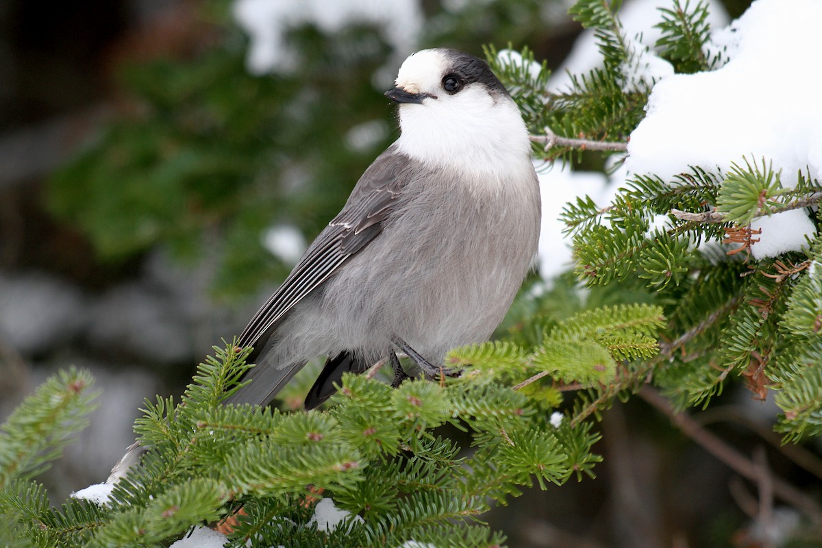 Canada Jay - ML647263104
