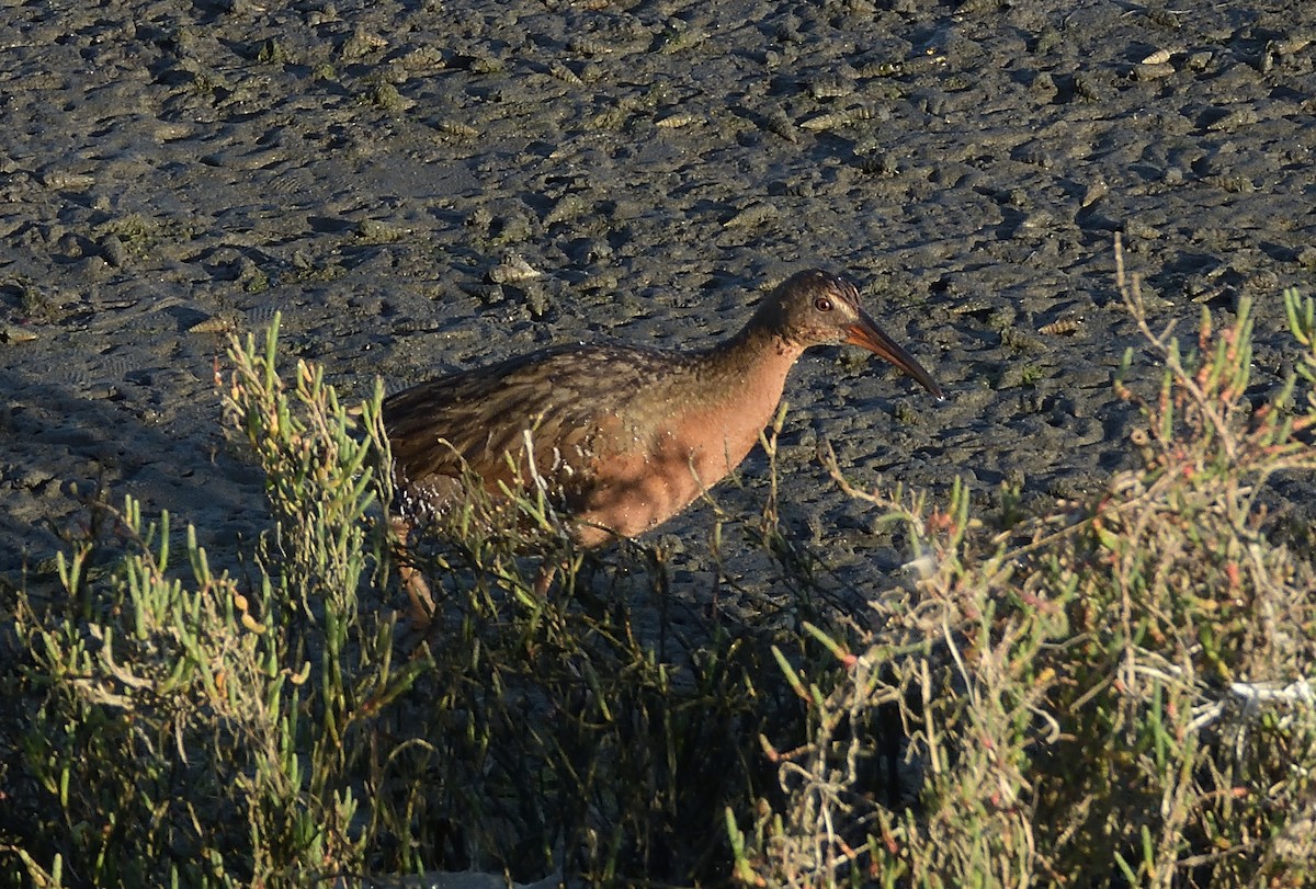 Ridgway's Rail - ML647263107