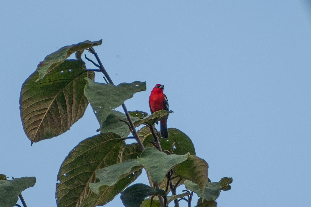 White-winged Tanager - ML647263119