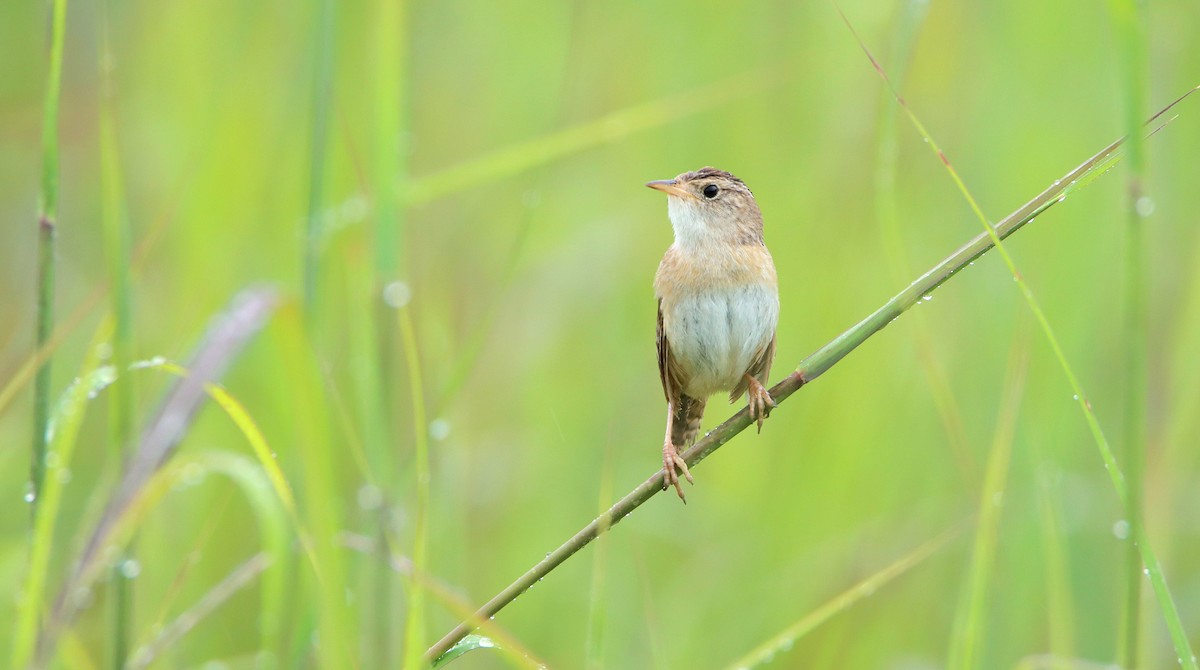 Sedge Wren - ML647263121