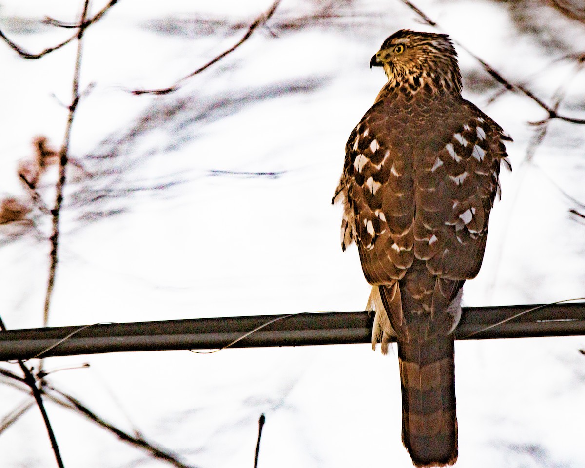 Cooper's Hawk - ML647263129