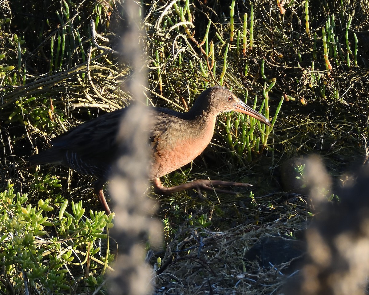 Ridgway's Rail - ML647263140