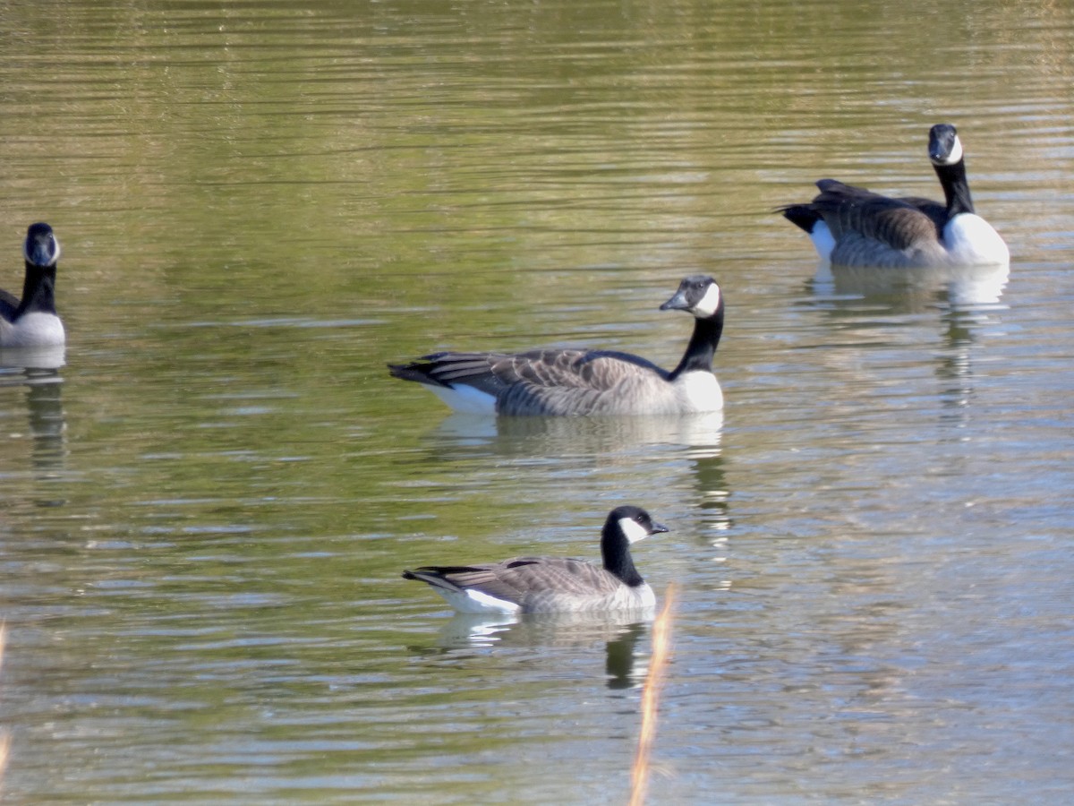 polargås - ML647263146