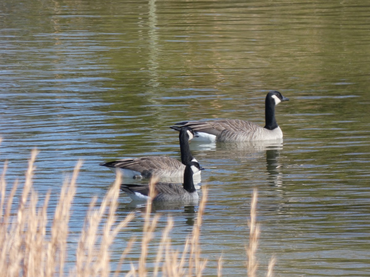 polargås - ML647263147