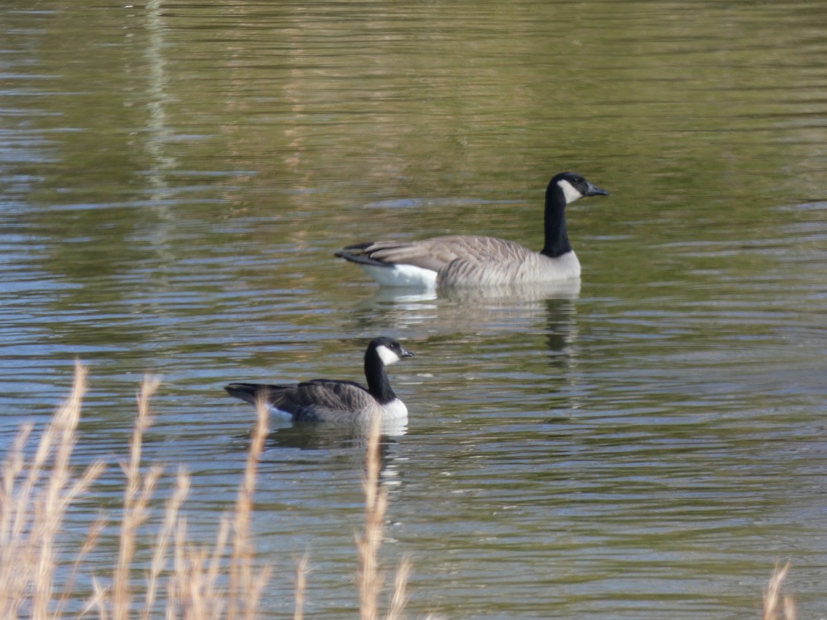 polargås - ML647263148