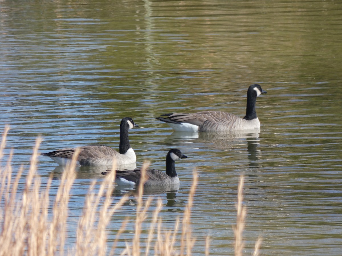 polargås - ML647263149