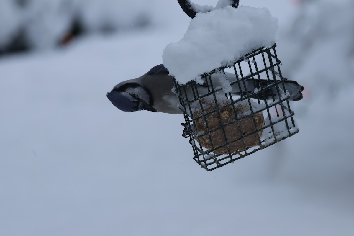 Blue Jay - ML647263154