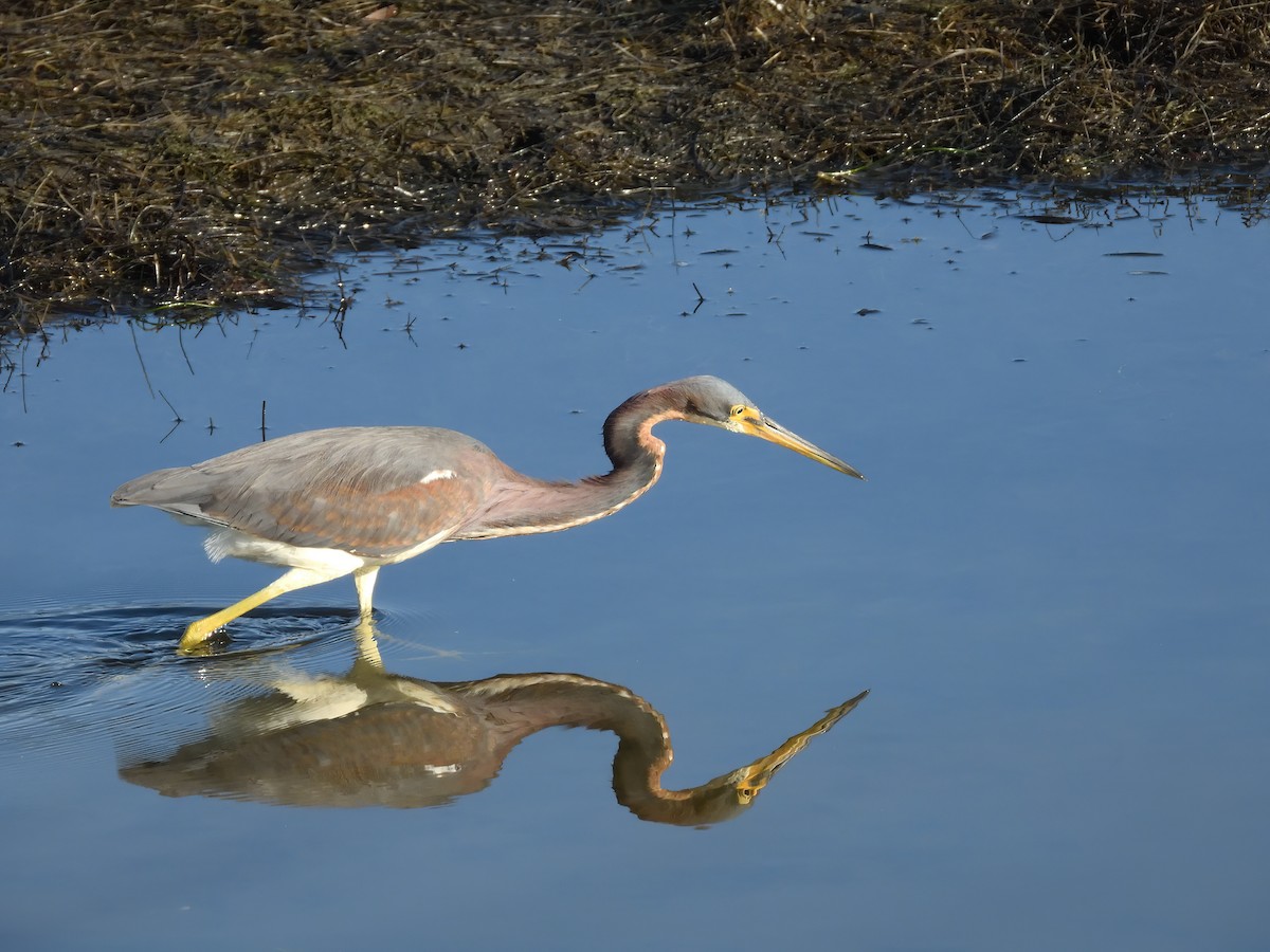 Tricolored Heron - ML647263158