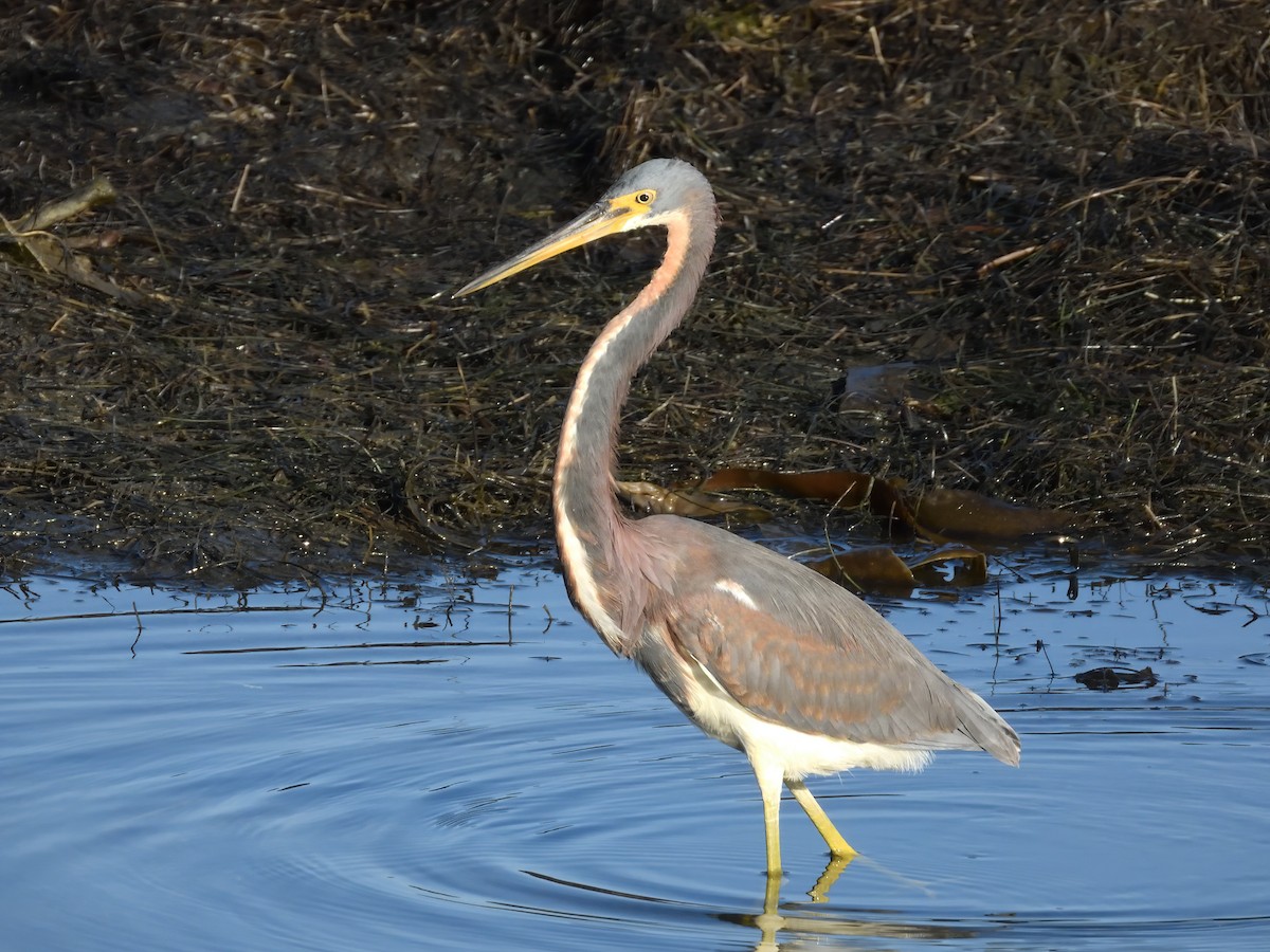 Tricolored Heron - ML647263159