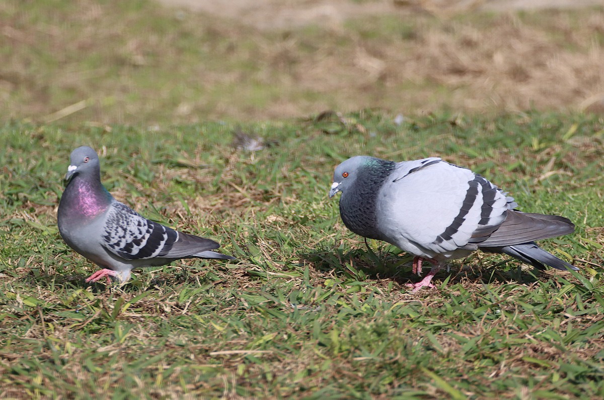 Rock Pigeon (Feral Pigeon) - ML647263181