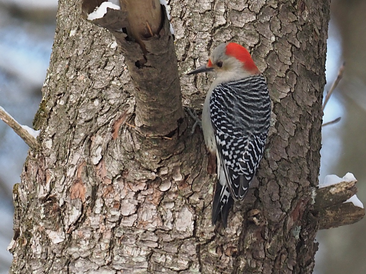 Red-bellied Woodpecker - ML647263188