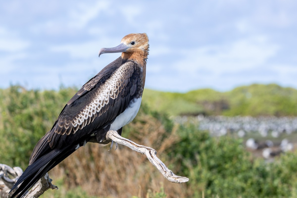 פריגט גדול - ML647263205