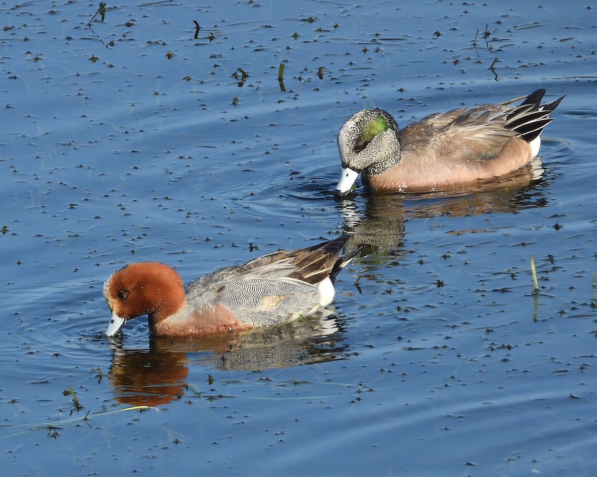 Eurasian Wigeon - ML647263212