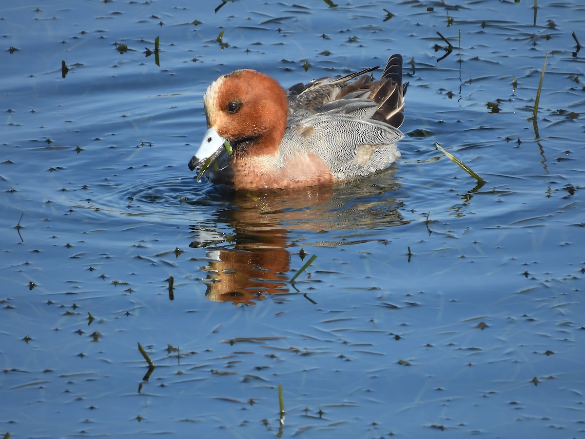 Eurasian Wigeon - ML647263213
