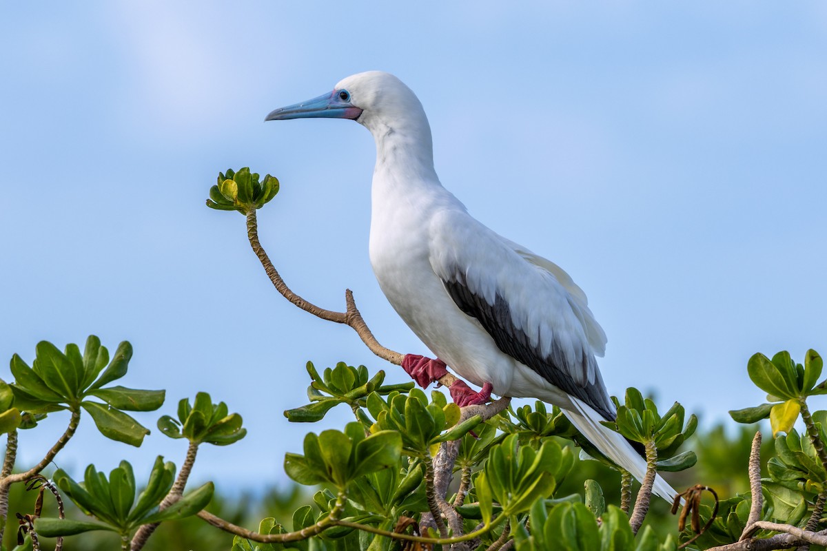 Rotfußtölpel - ML647263216