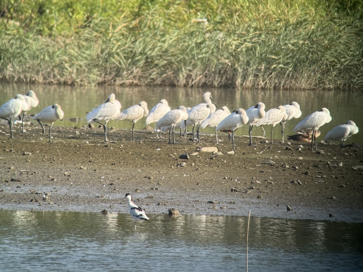 kolpík malý - ML647263219