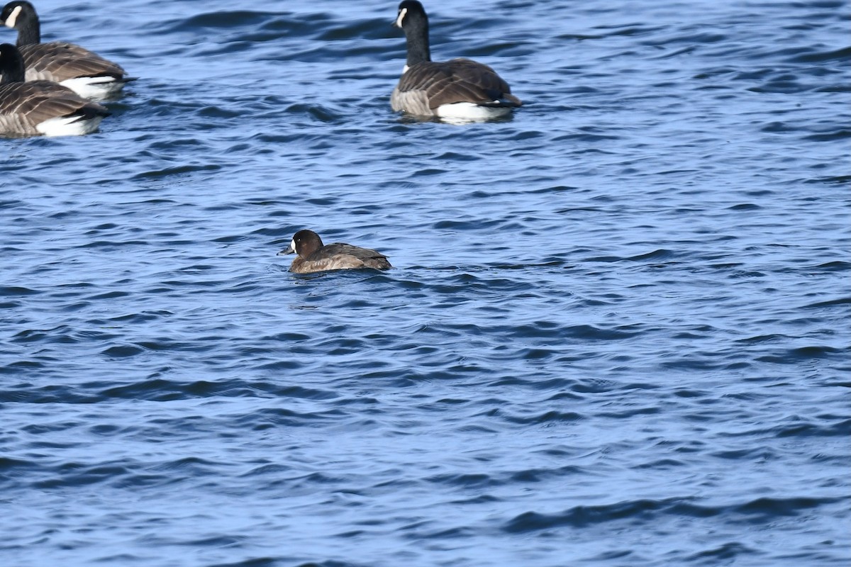 Морская чернеть - ML647263222