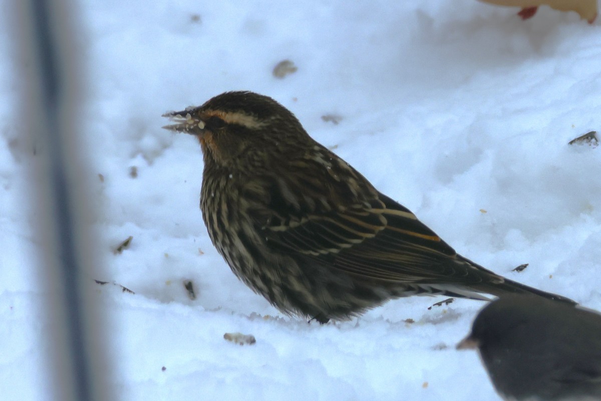 Red-winged Blackbird - ML647263234