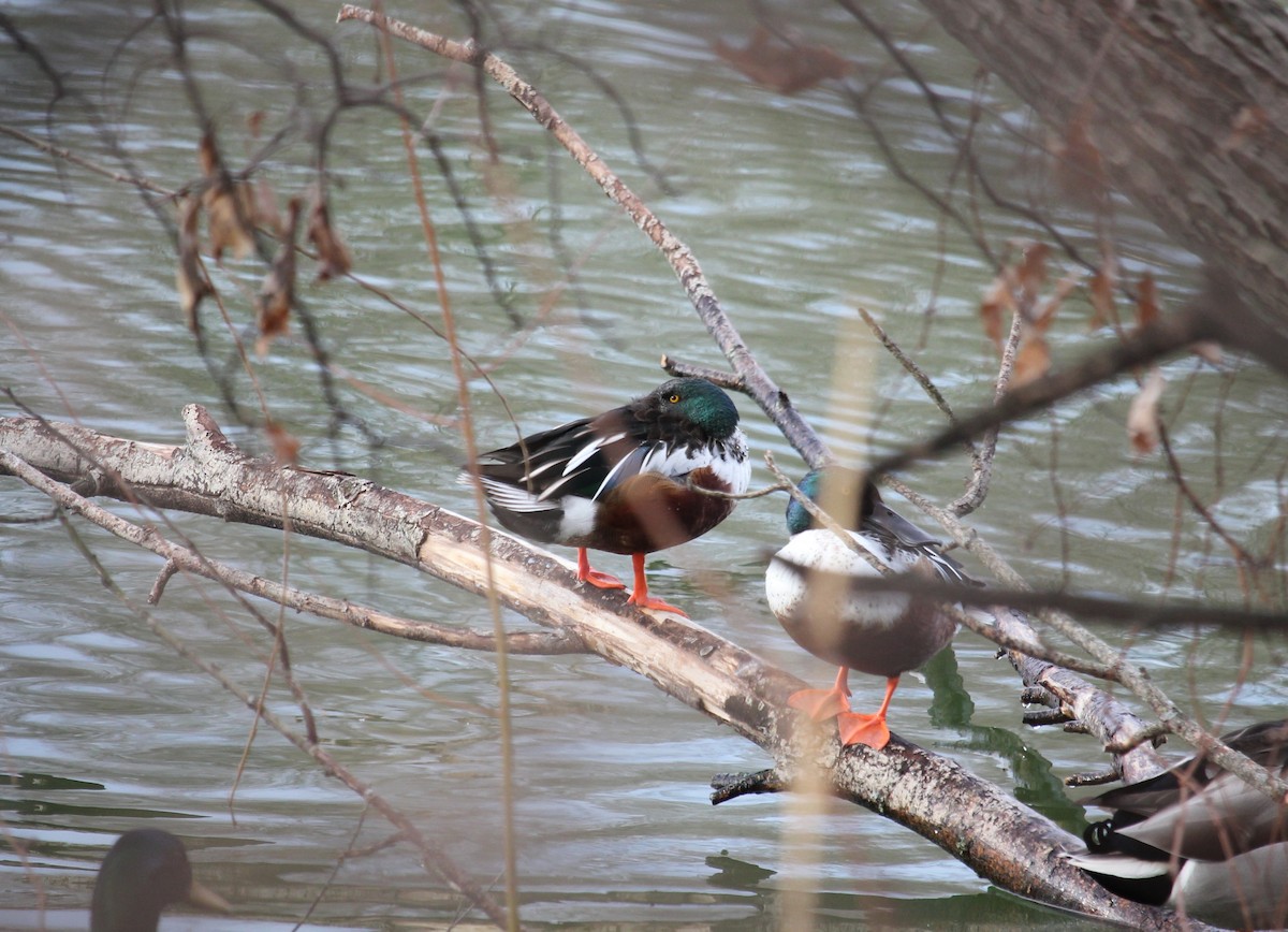 Northern Shoveler - ML647263236