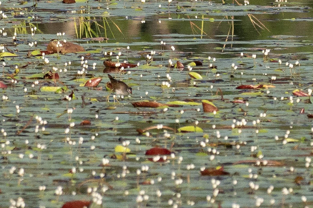 Râle cendré - ML647263240