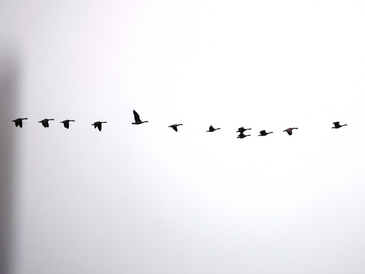 Canada Goose - ML647263256