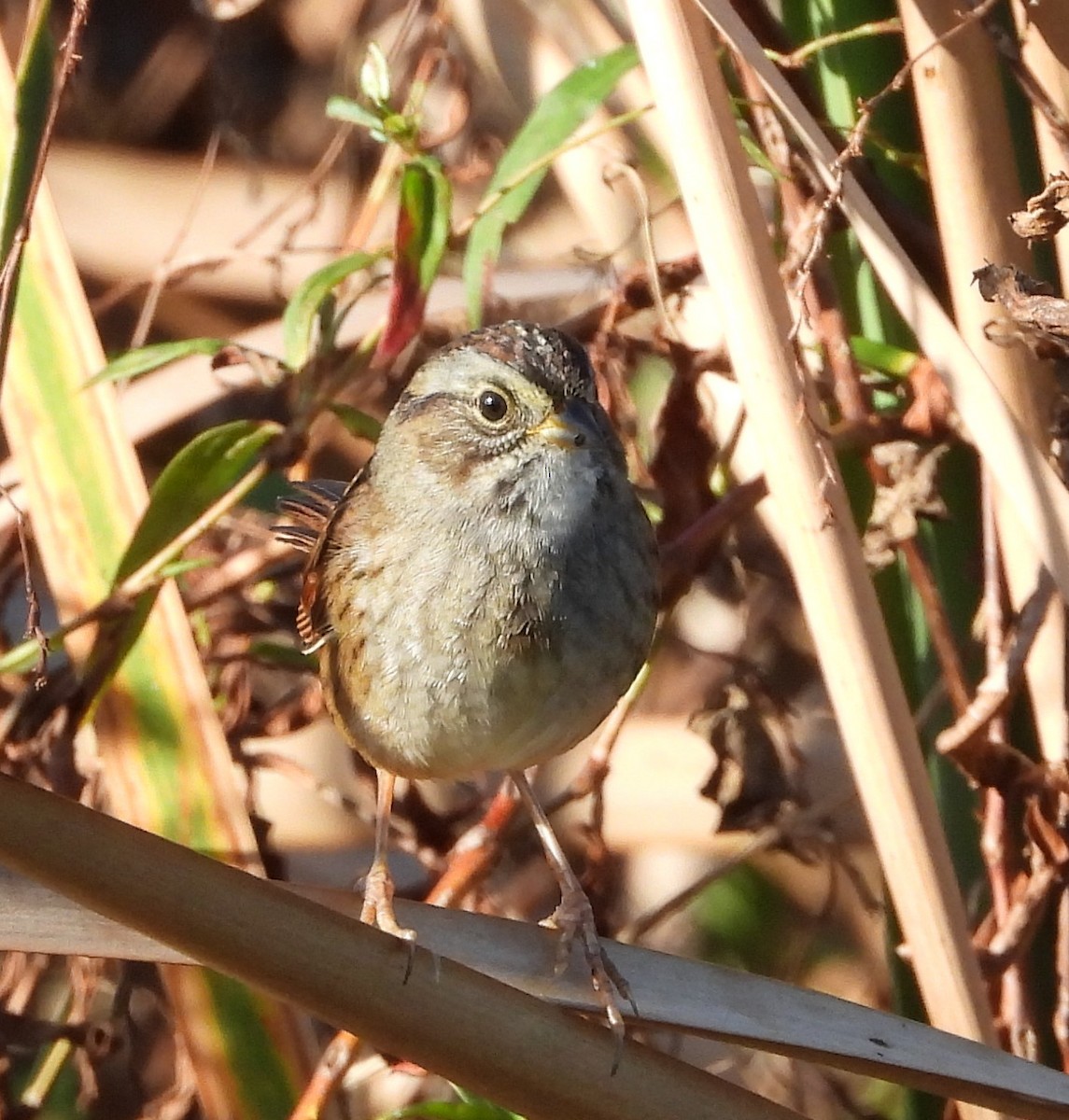 Swamp Sparrow - ML647263257