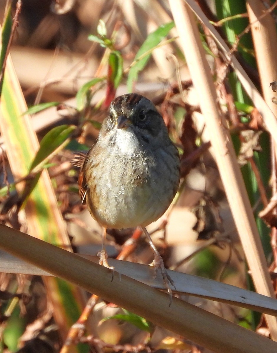 Swamp Sparrow - ML647263258