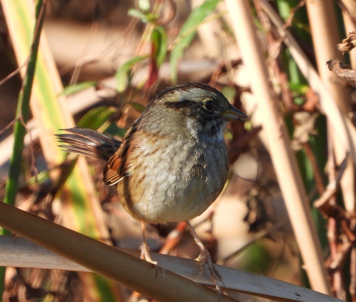 Swamp Sparrow - ML647263259