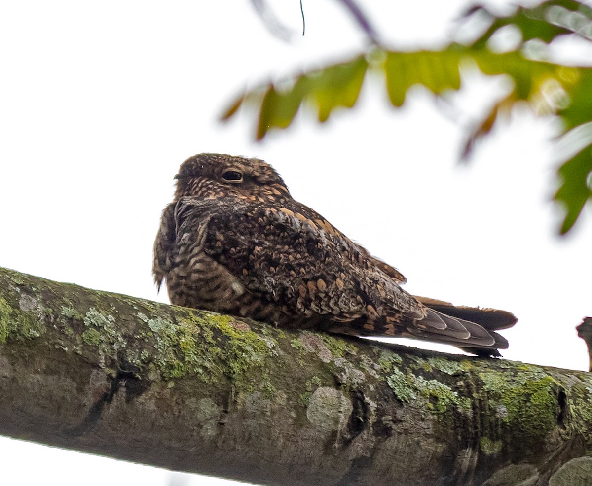 pauraquenattravn - ML647263260