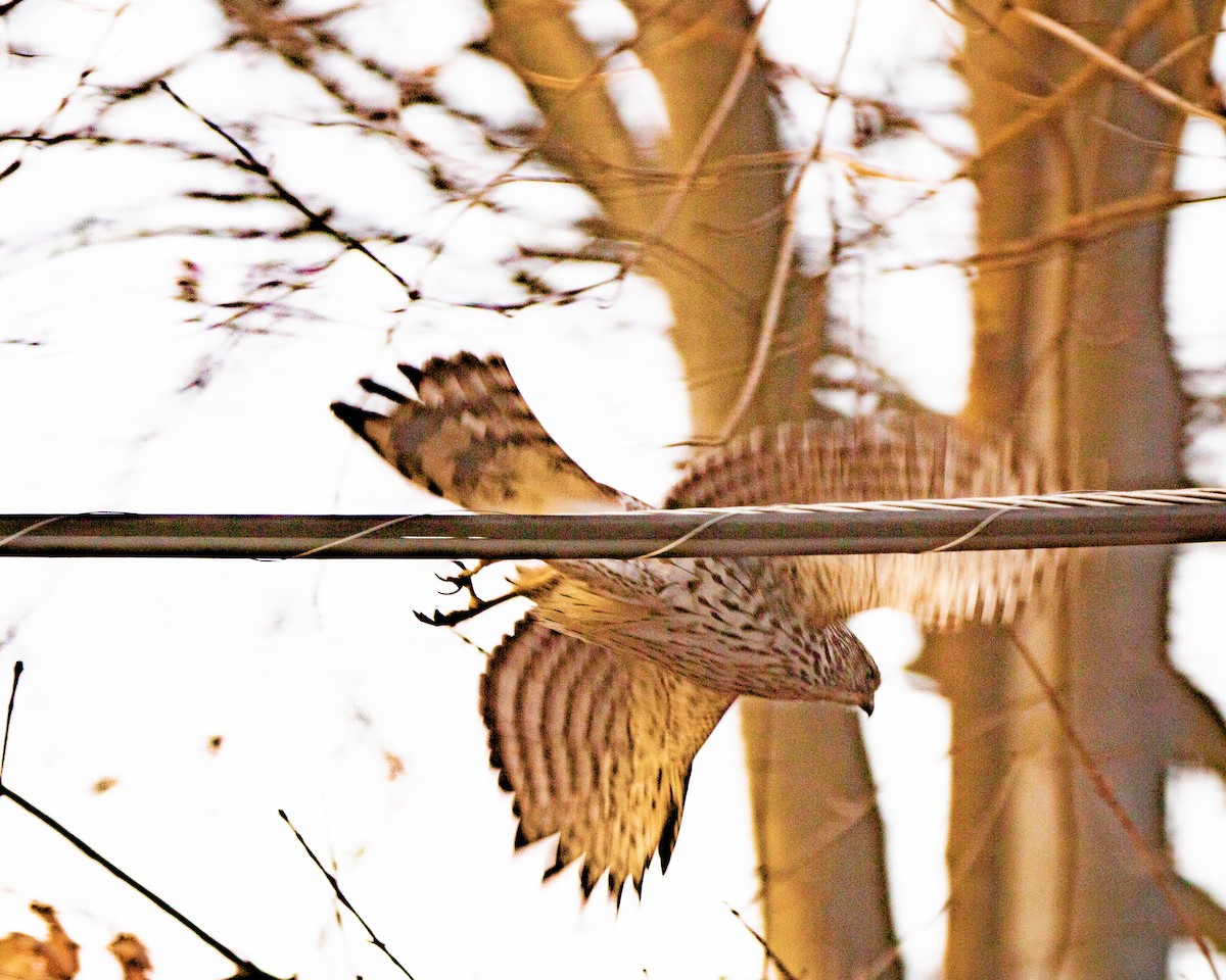 Cooper's Hawk - ML647263262