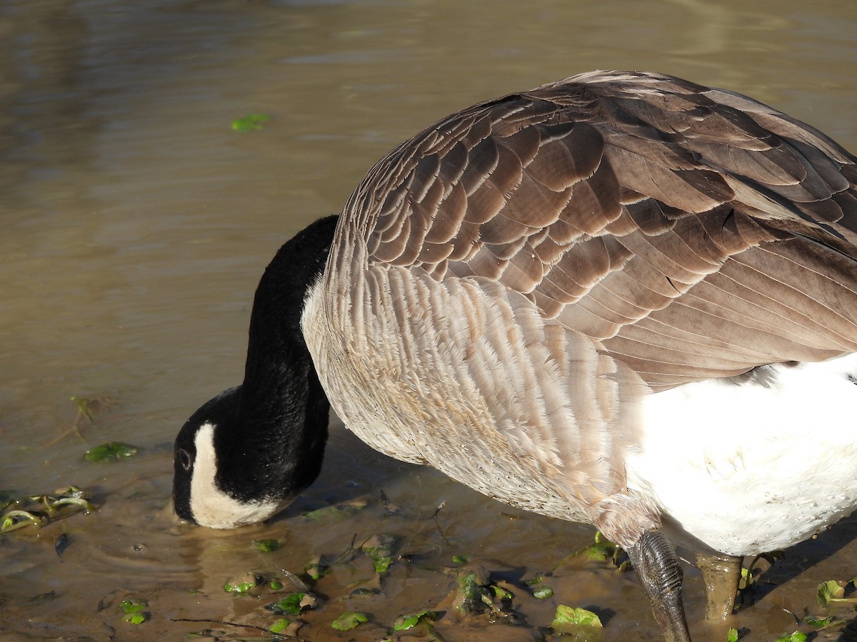 Canada Goose - ML647263266