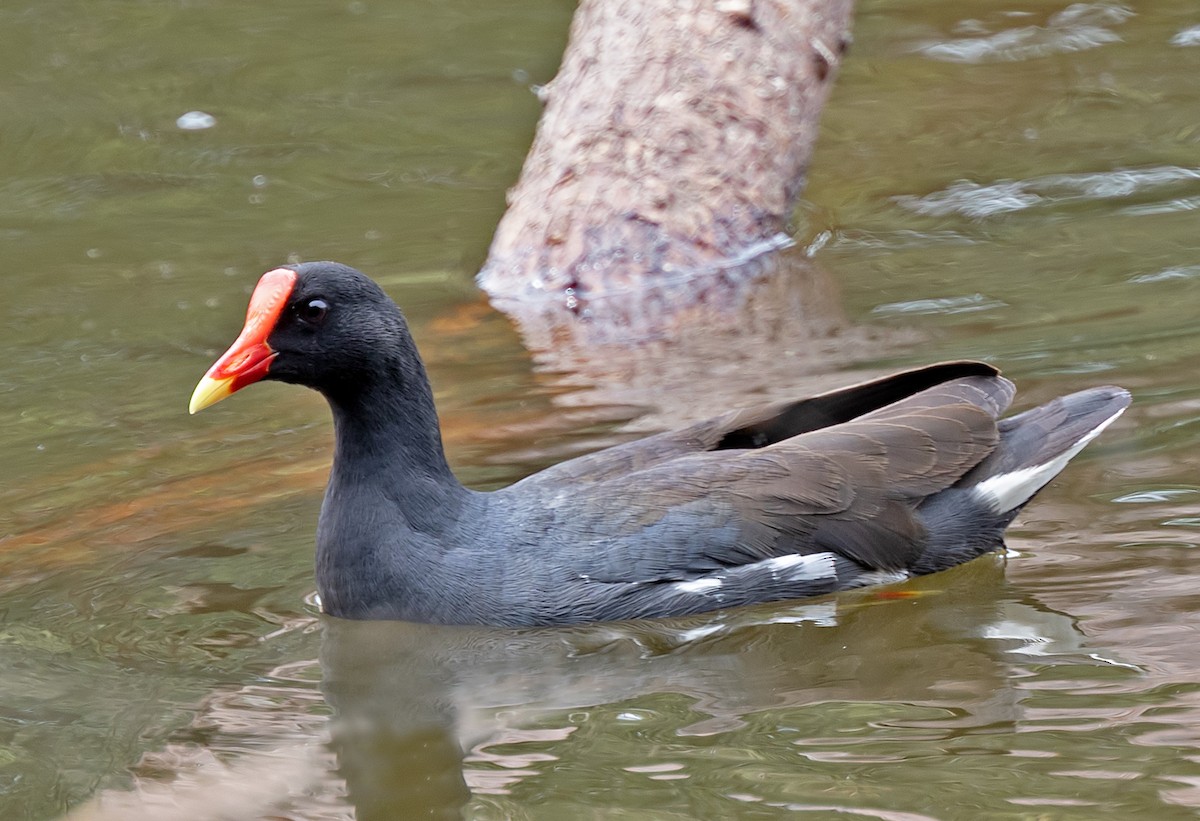 Курочка латиноамериканська - ML647263274