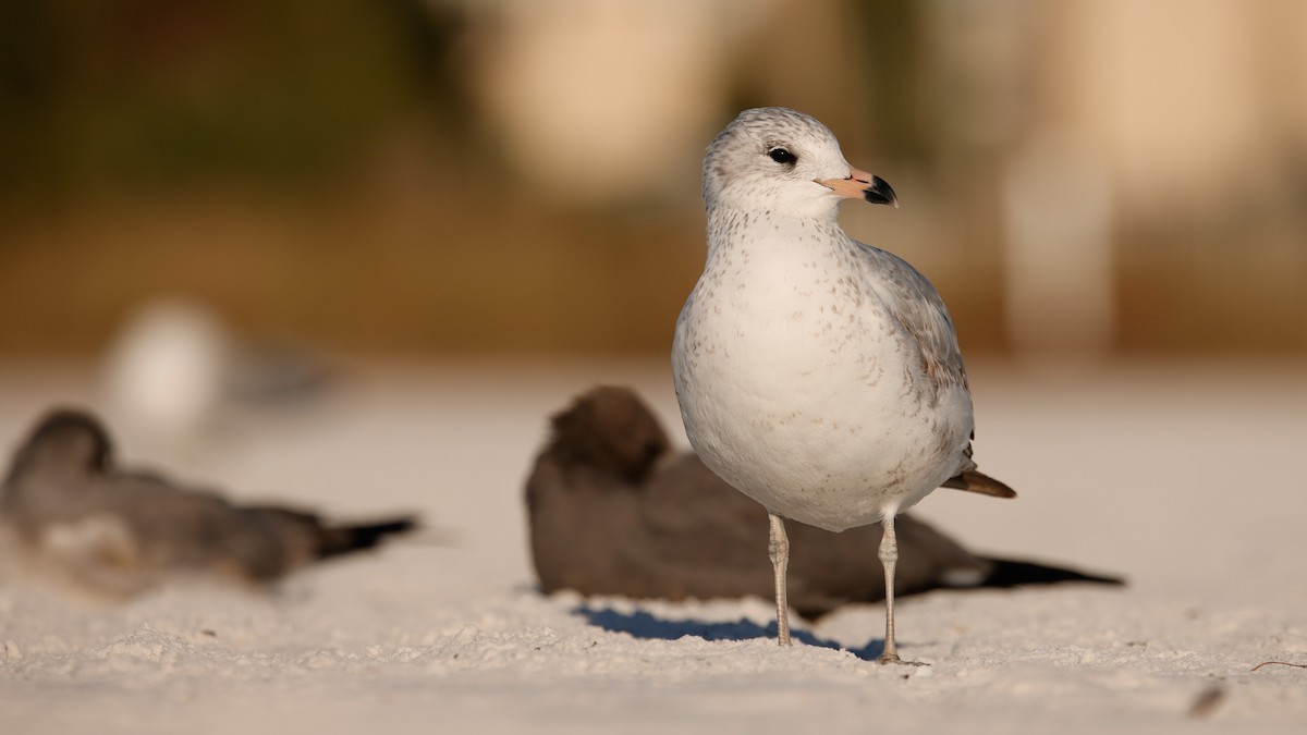Ring-billed Gull - ML647263278