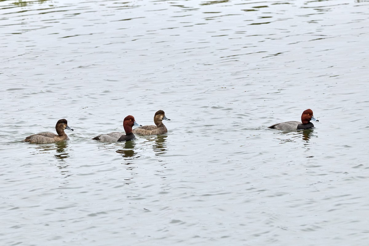 Redhead - ML647263282